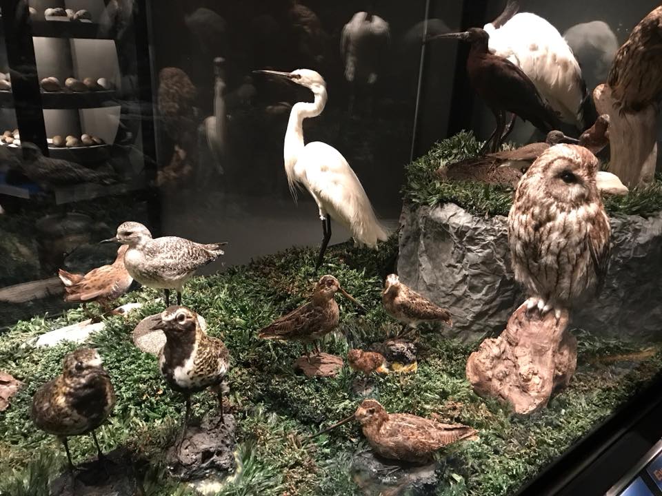 Sigurgeirs Bird Museum